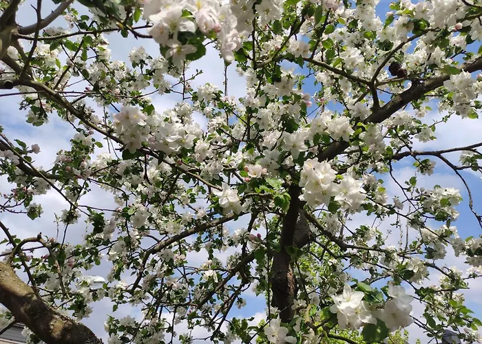 Zum Zilles, Landhausstil Apartament *